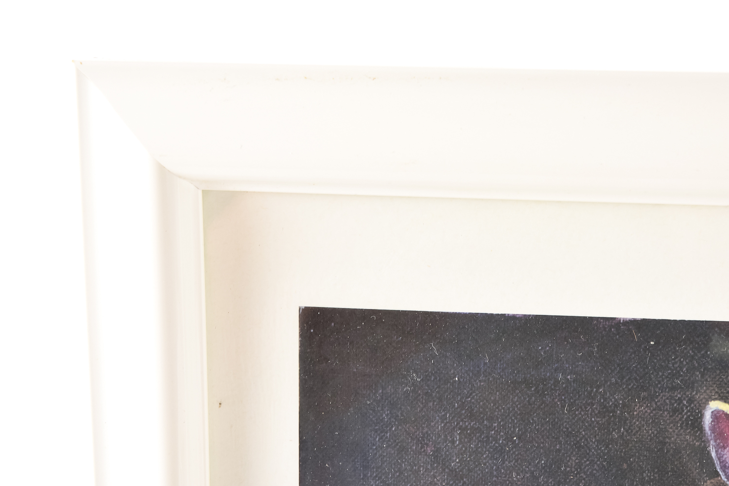 Wildlife Art Collection