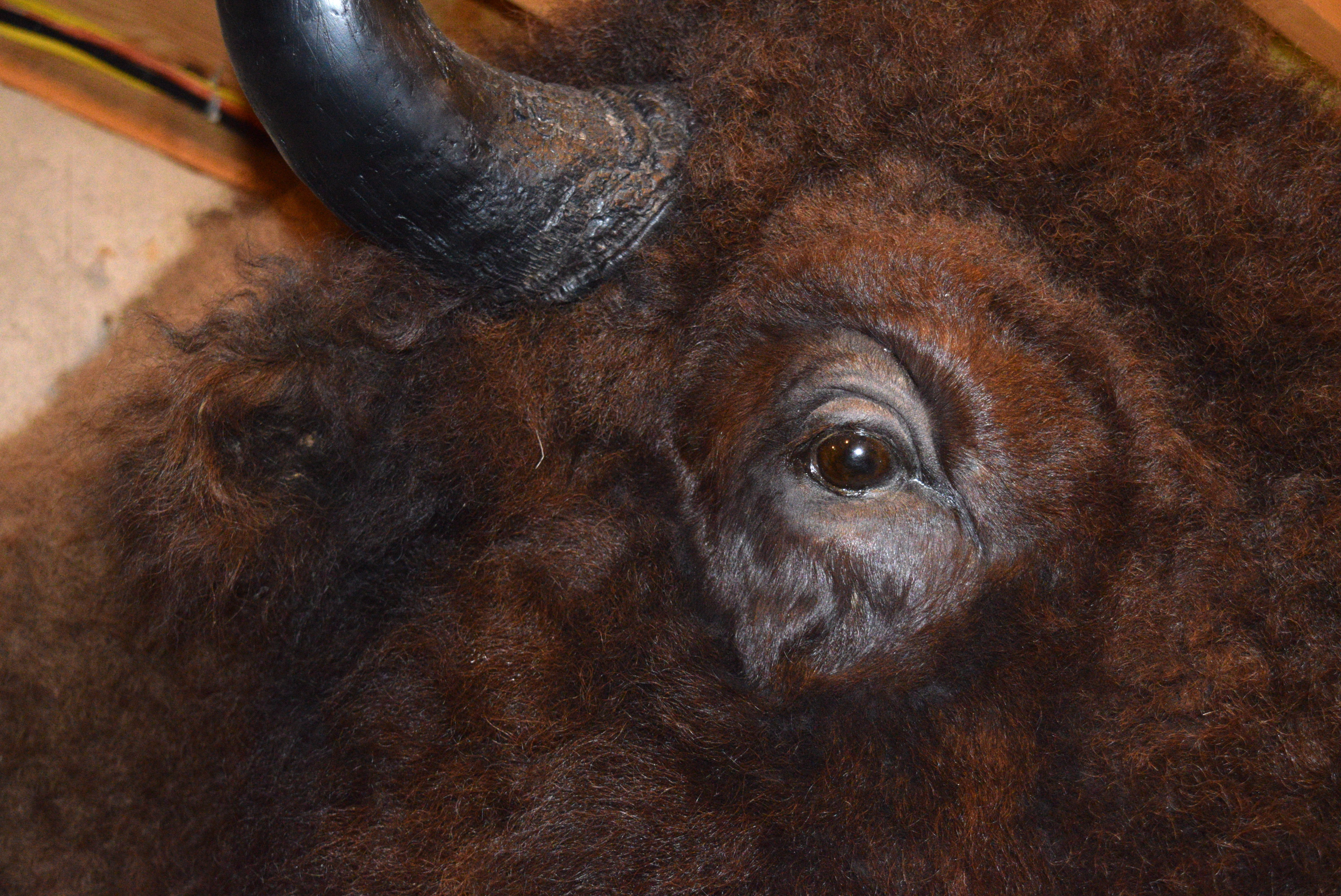 Taxidermy Bison Mount