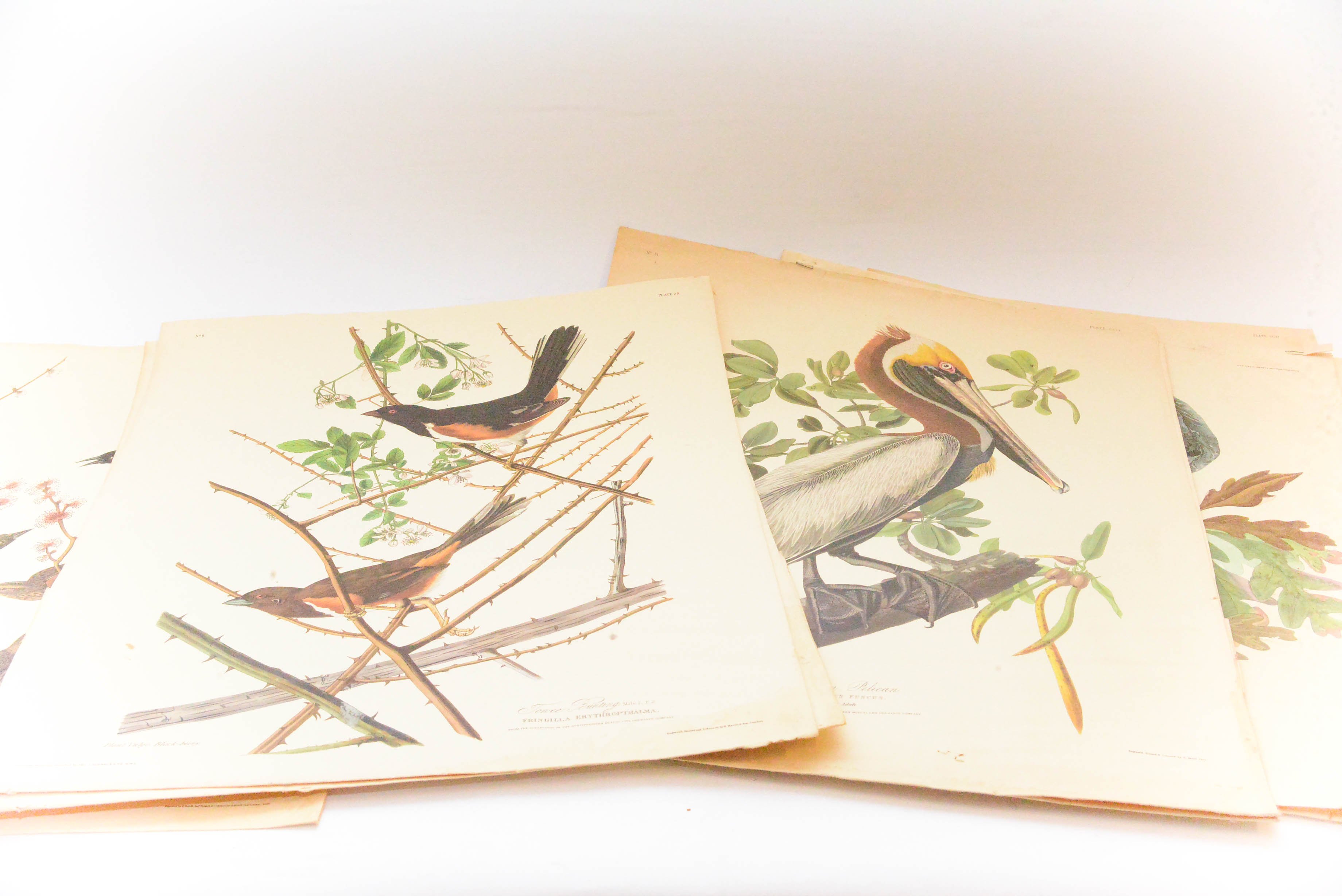 Collection of Eight Ornithological Lithographs