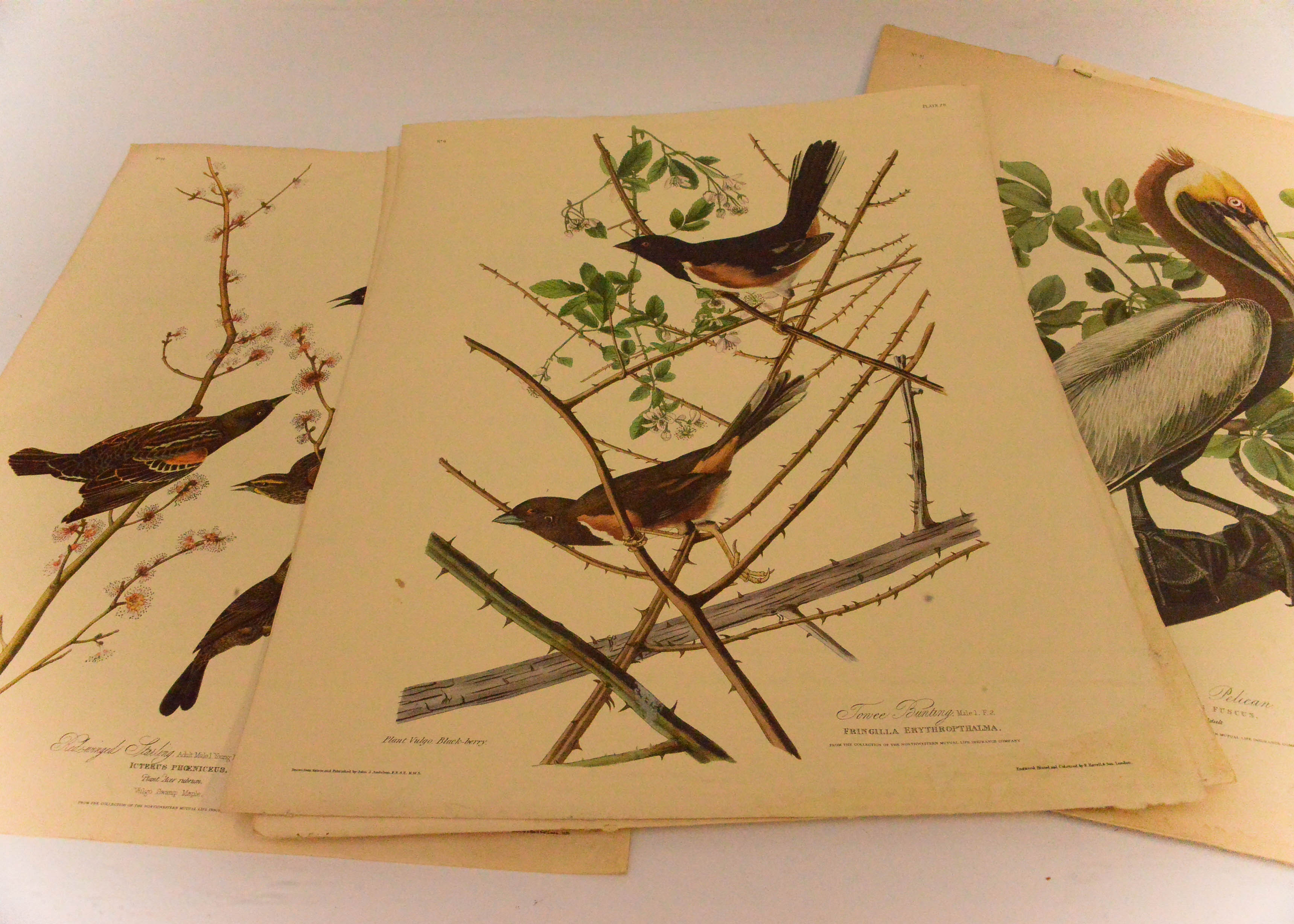 Collection of Eight Ornithological Lithographs