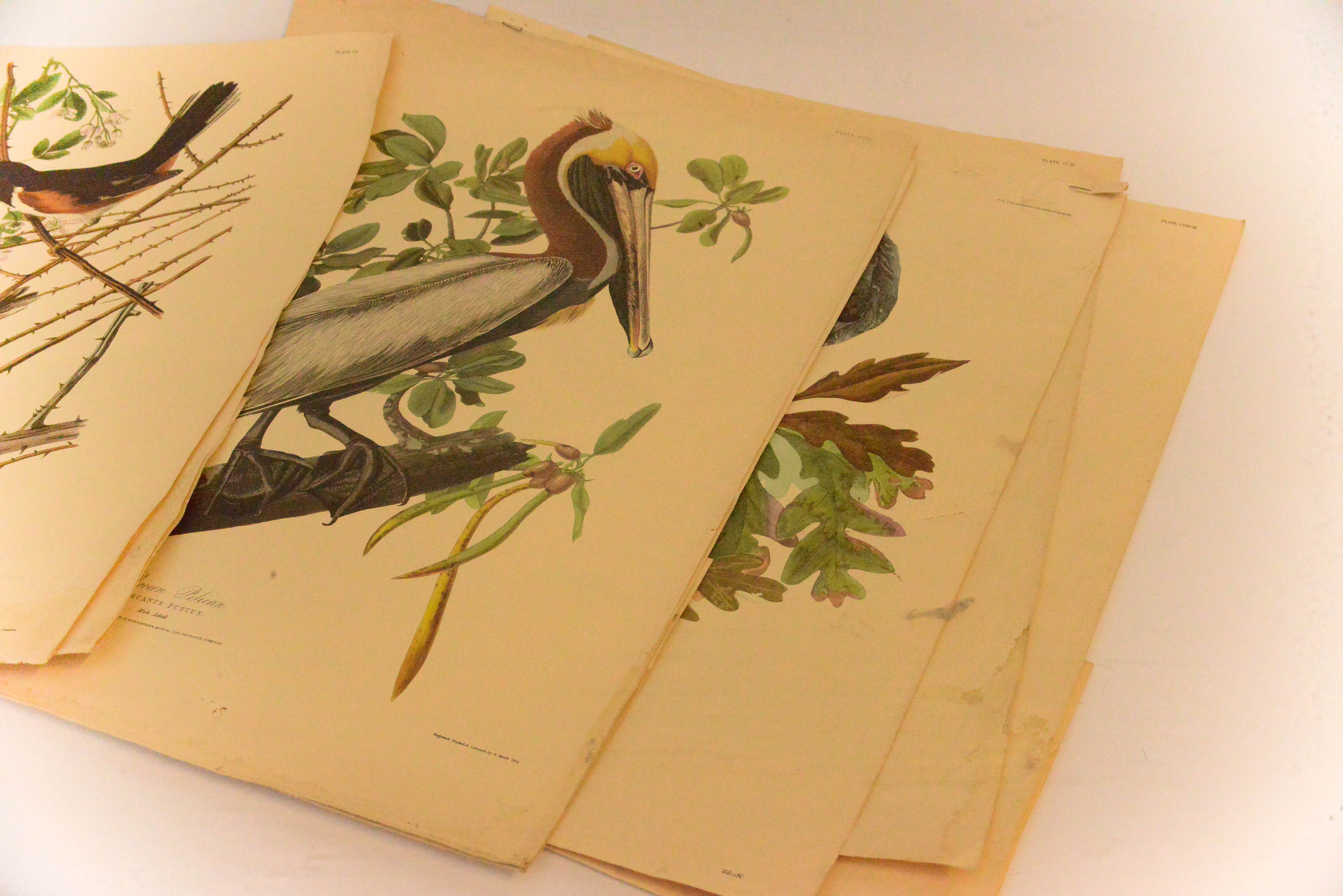 Collection of Eight Ornithological Lithographs