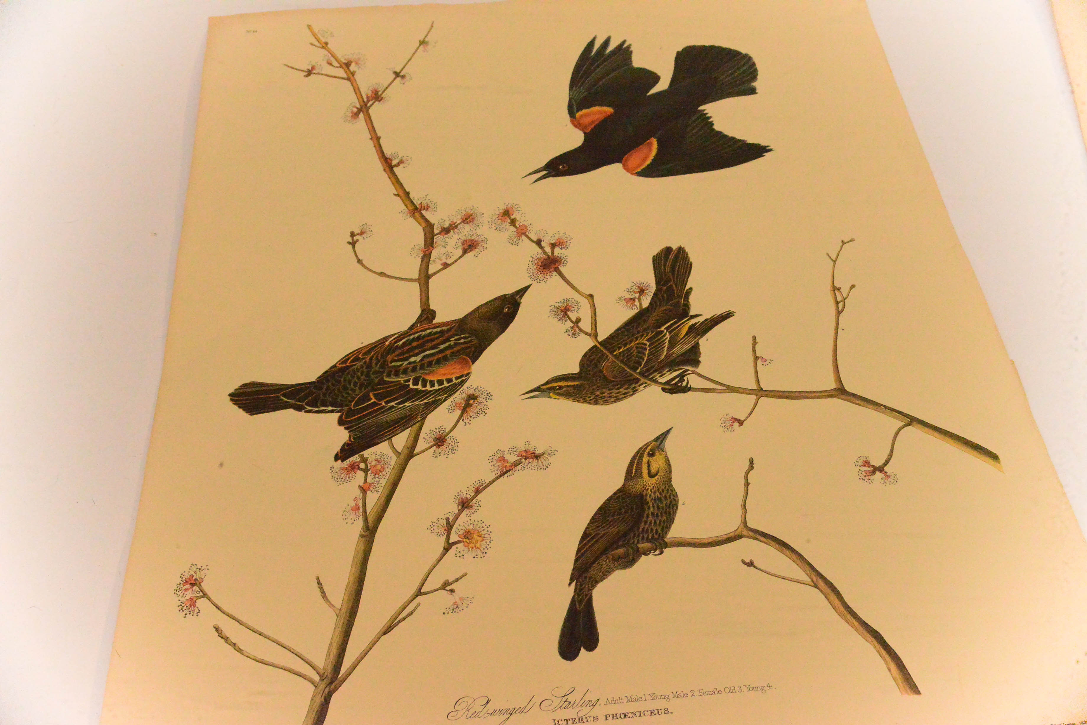 Collection of Eight Ornithological Lithographs