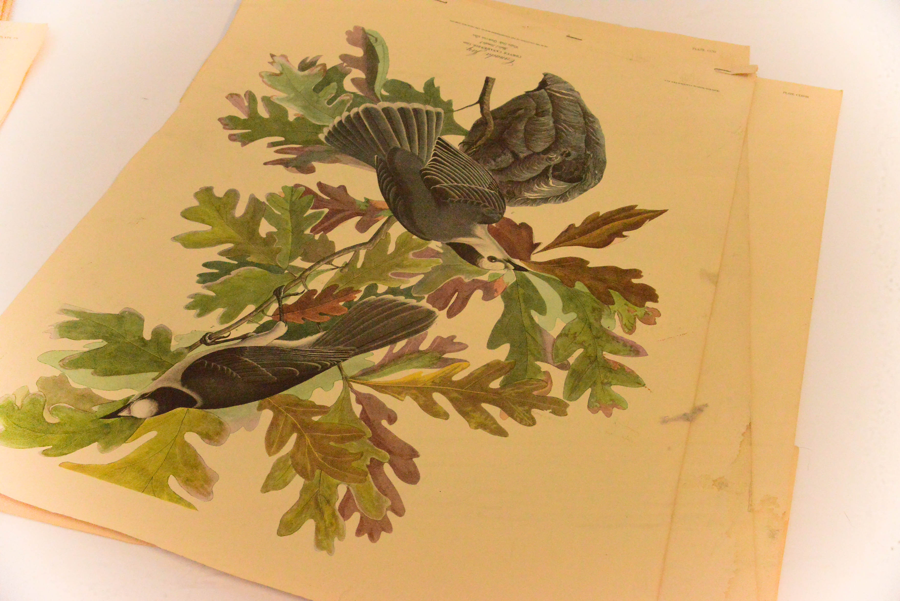 Collection of Eight Ornithological Lithographs