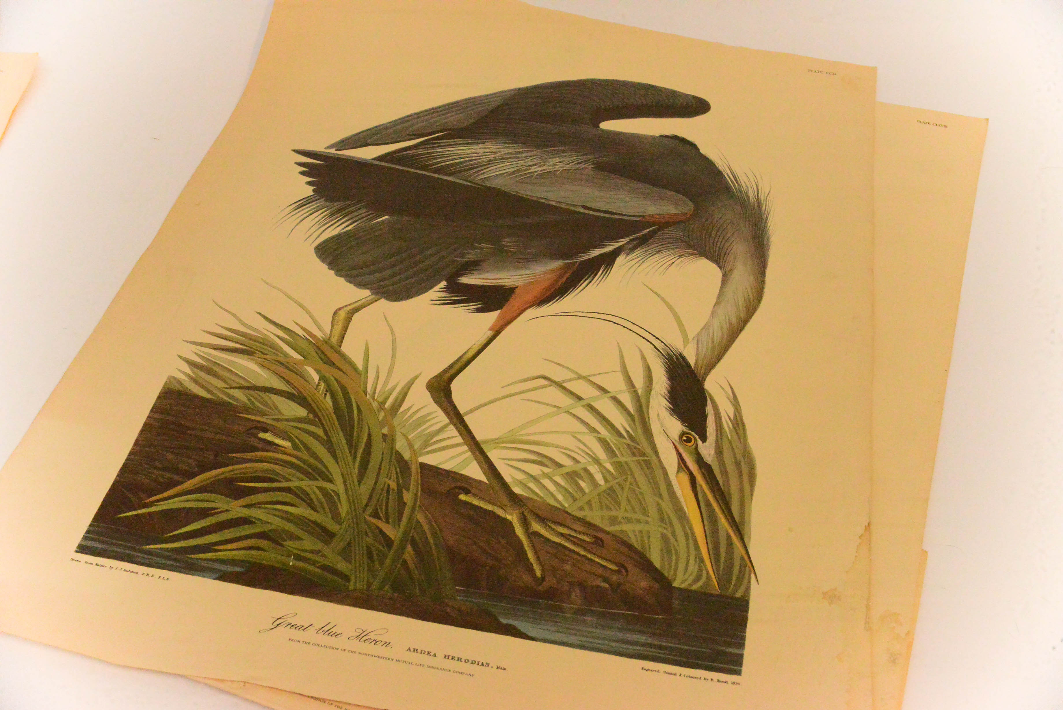 Collection of Eight Ornithological Lithographs