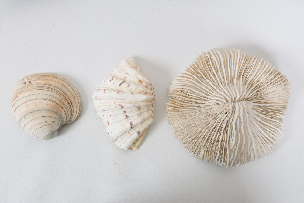 Assortment of Beach Decor