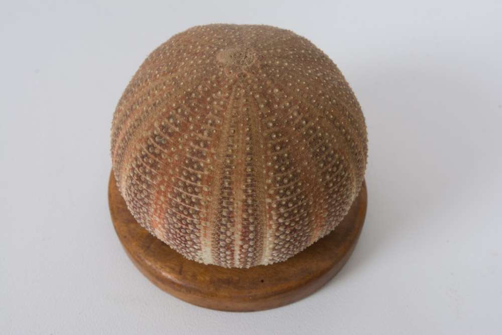 Assortment of Beach Decor