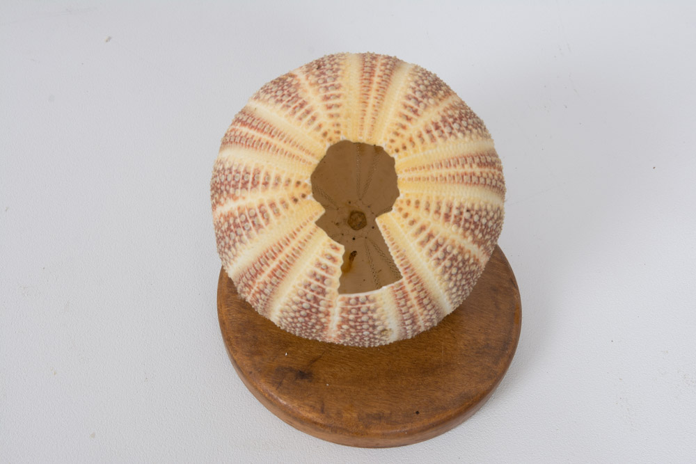 Assortment of Beach Decor