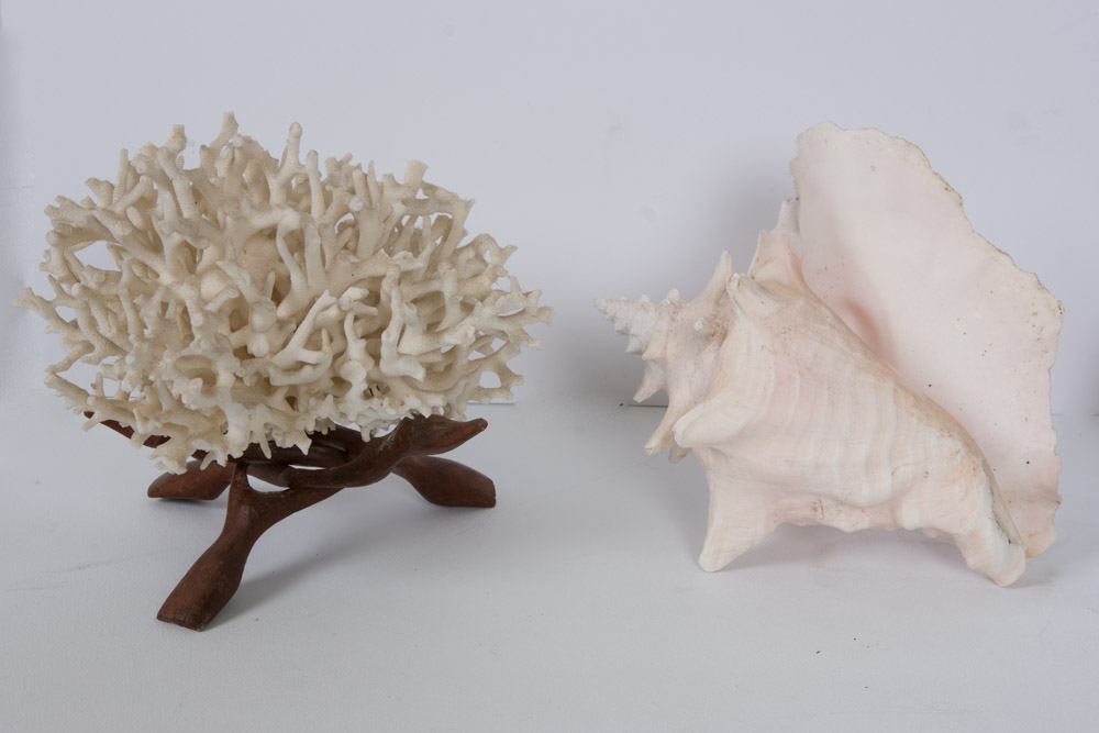 Assortment of Beach Decor