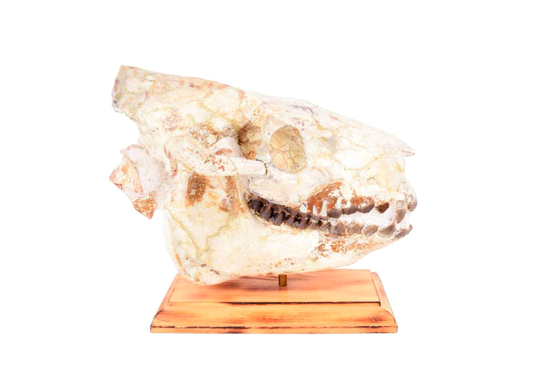 25+Million Year-Old Oreodont Skull Fossil
