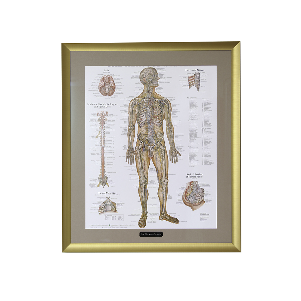 Framed Print of the Nervous System