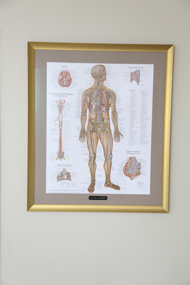 Framed Print of the Nervous System
