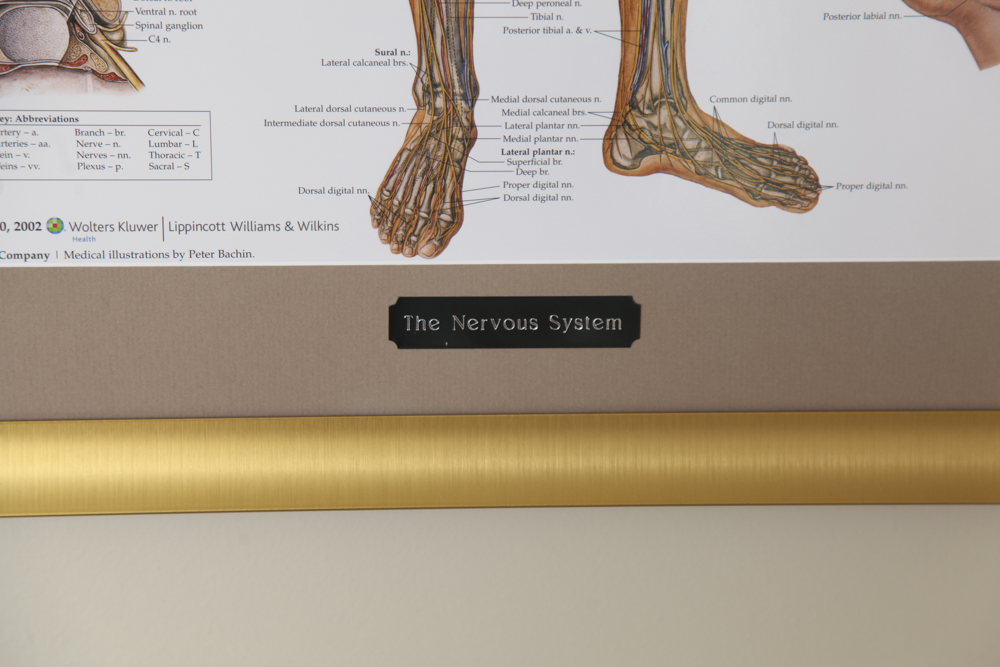 Framed Print of the Nervous System