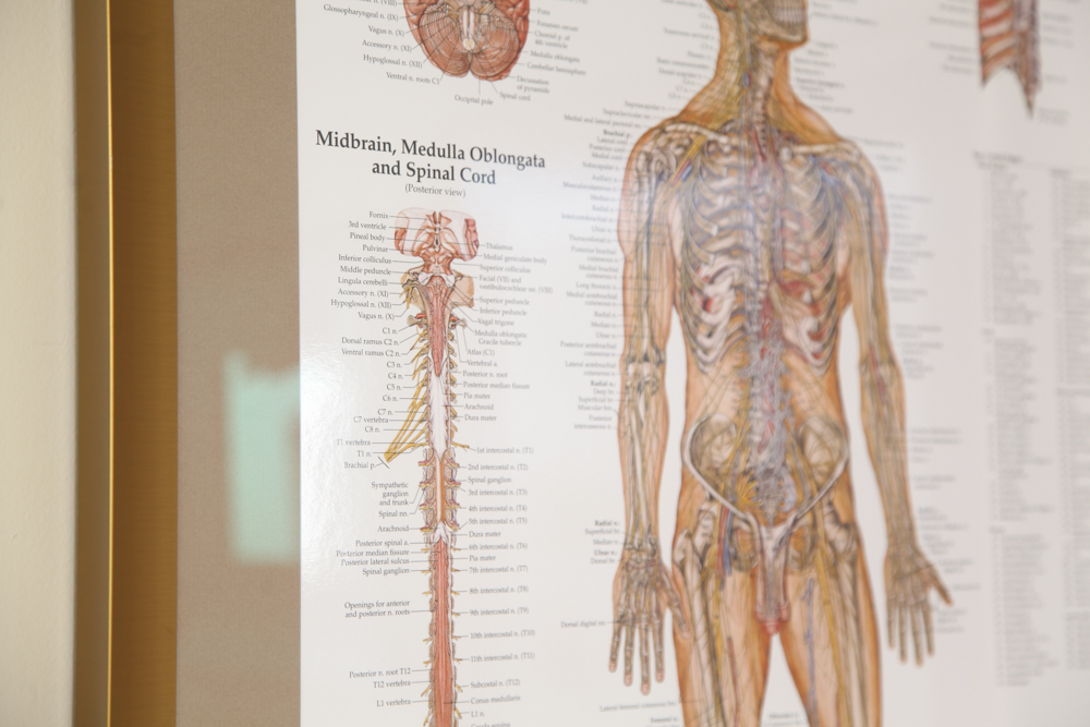 Framed Print of the Nervous System