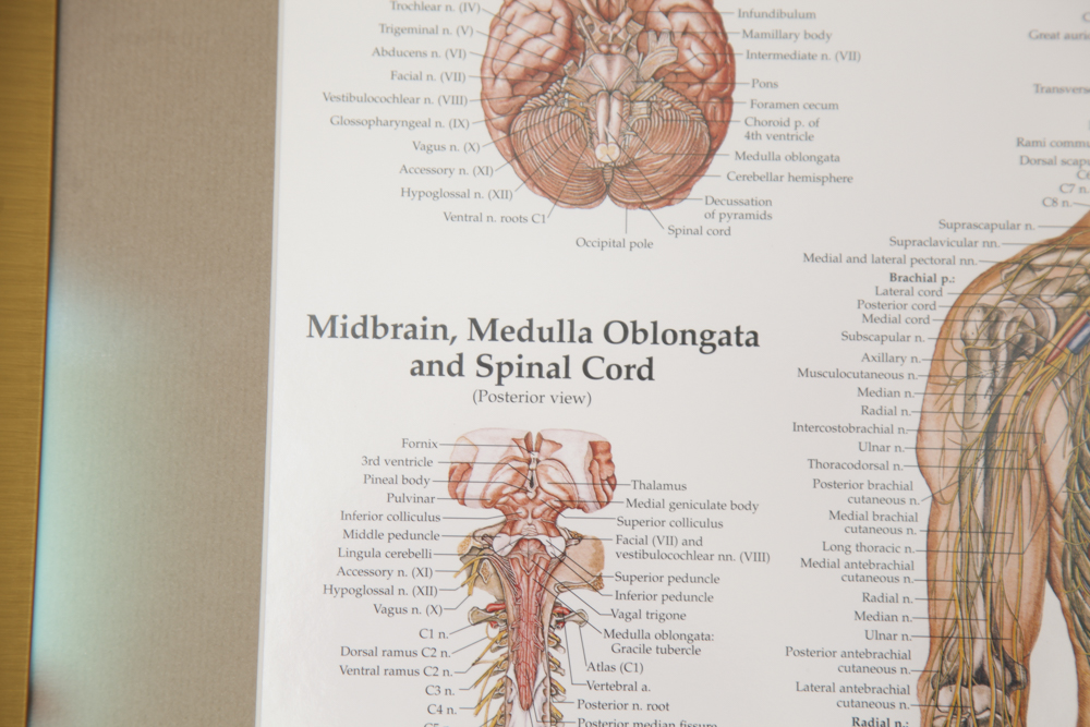 Framed Print of the Nervous System