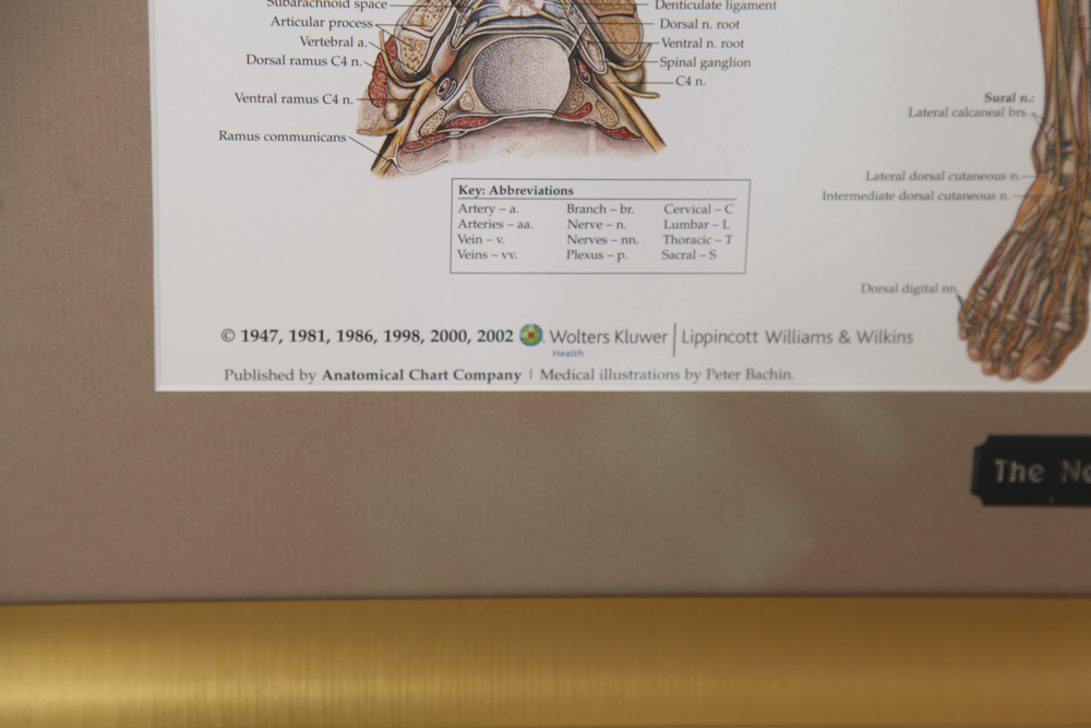 Framed Print of the Nervous System