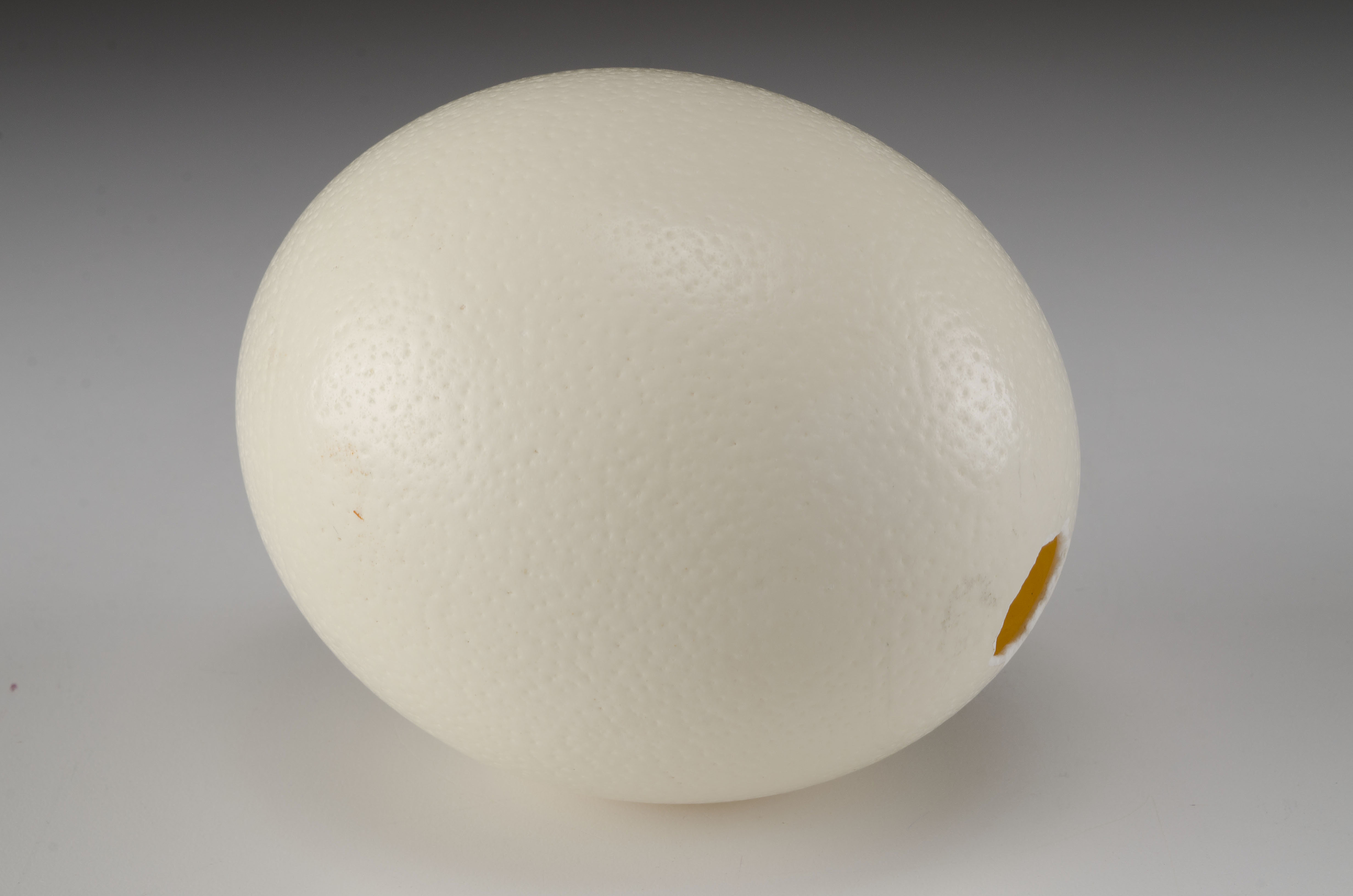 Ostrich Egg on Horn Stand