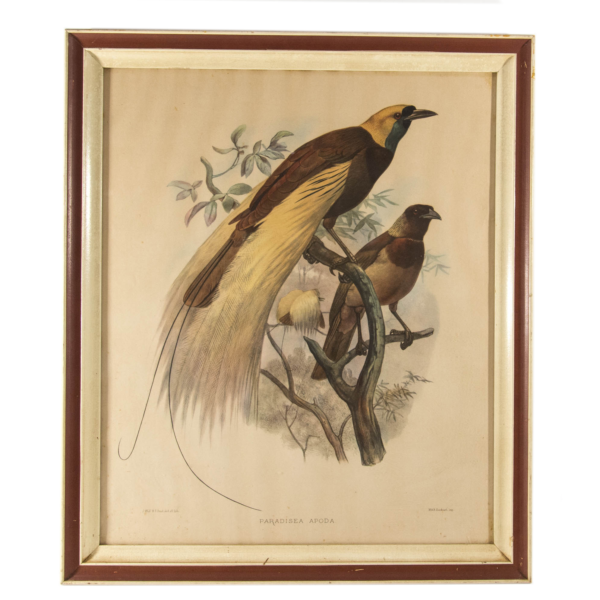 "Paradisea Apoda" Print by J. Wolf and J. Smit