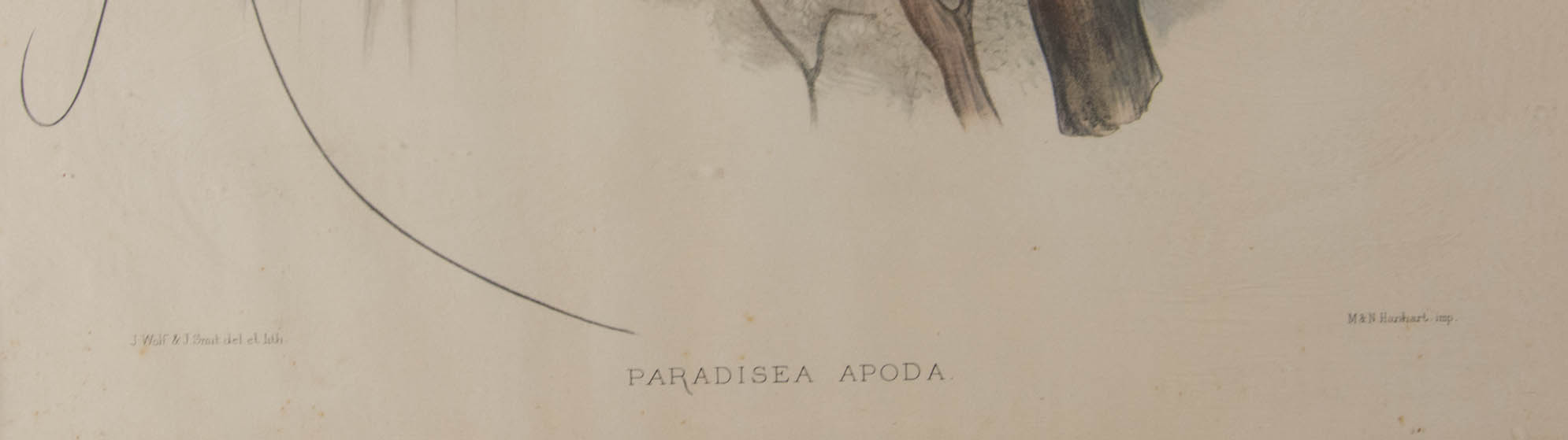 "Paradisea Apoda" Print by J. Wolf and J. Smit