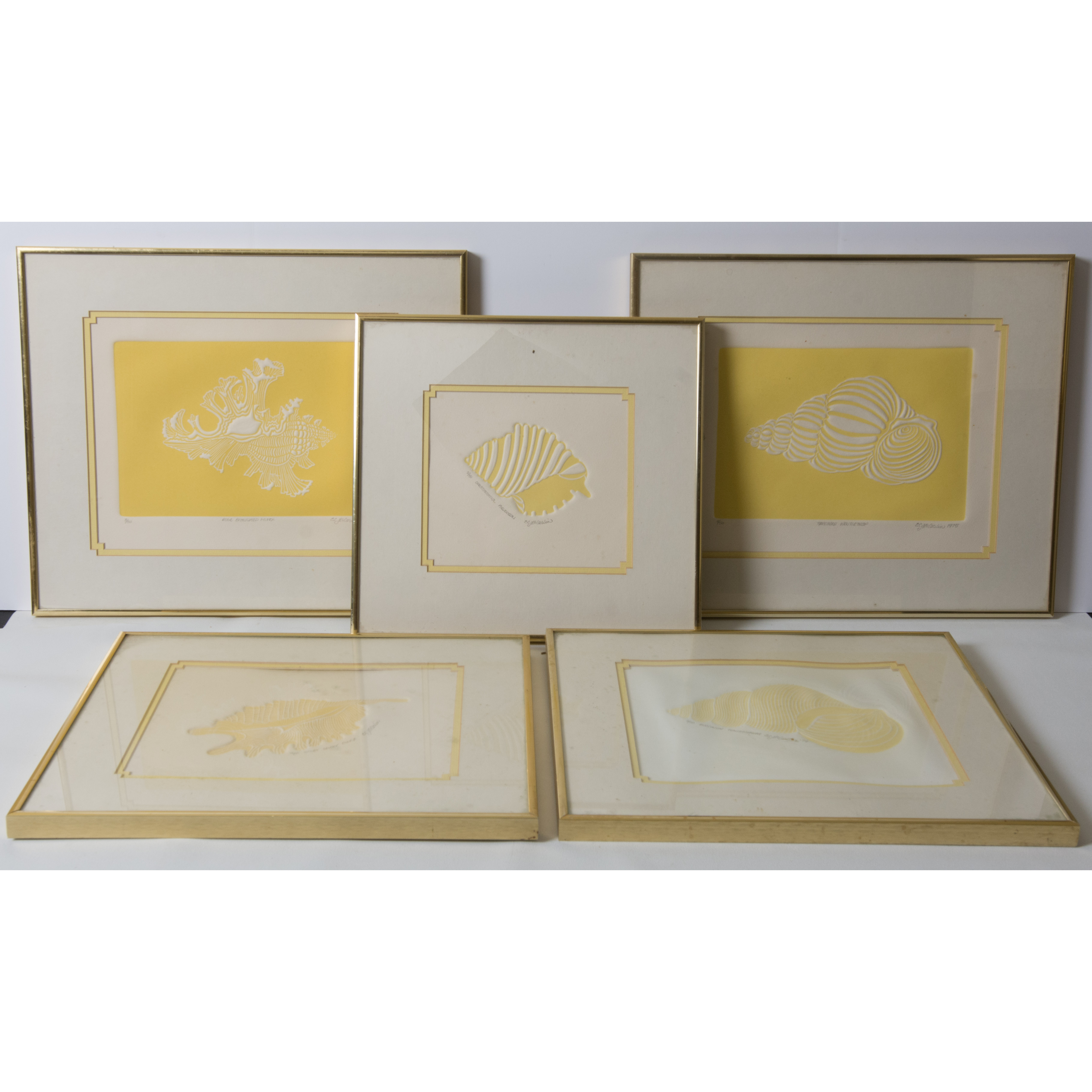 Collection of Framed Sea Shell Prints by E.C. McCaslin