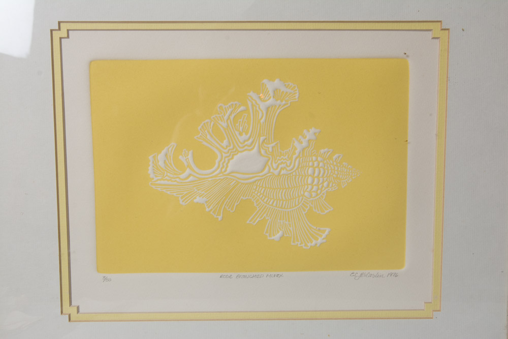 Collection of Framed Sea Shell Prints by E.C. McCaslin