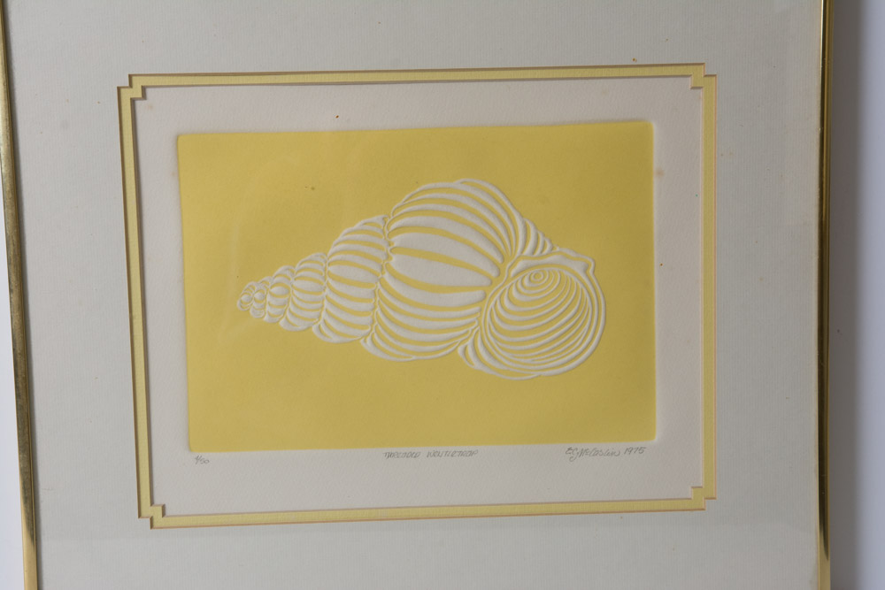 Collection of Framed Sea Shell Prints by E.C. McCaslin