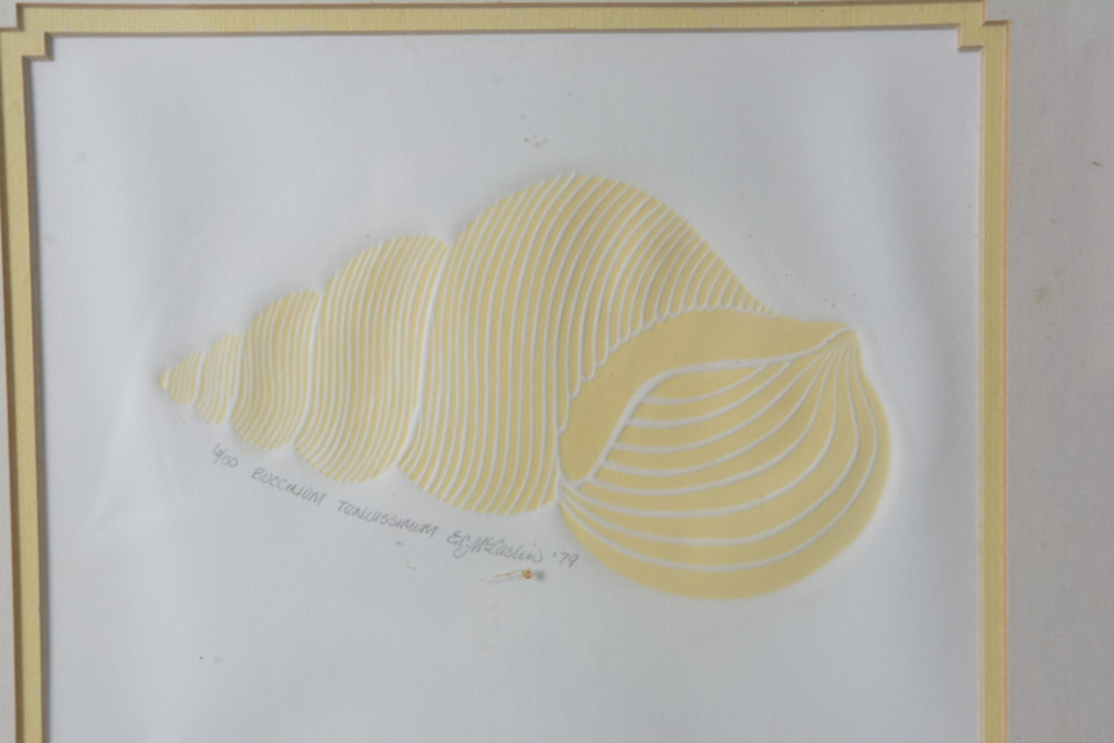 Collection of Framed Sea Shell Prints by E.C. McCaslin