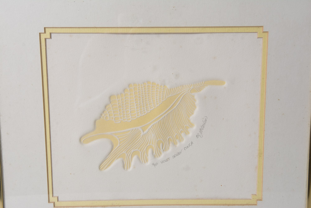 Collection of Framed Sea Shell Prints by E.C. McCaslin
