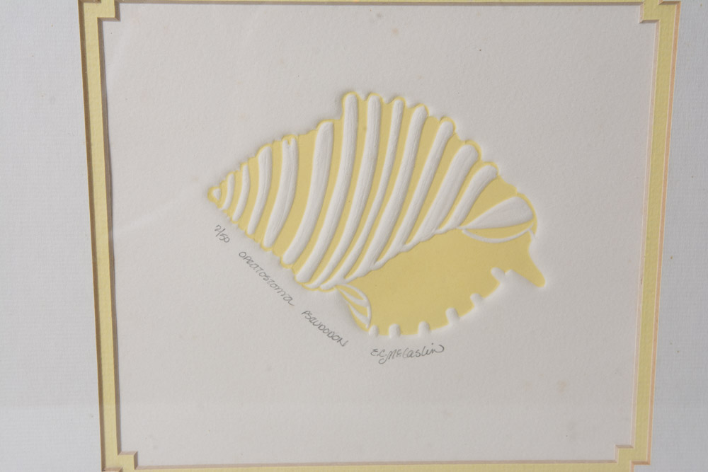 Collection of Framed Sea Shell Prints by E.C. McCaslin