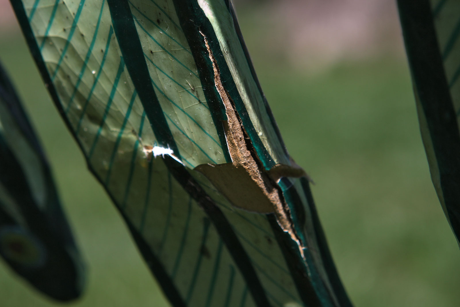 Large Signed Sergio Bustamante Paper Mache Parrot