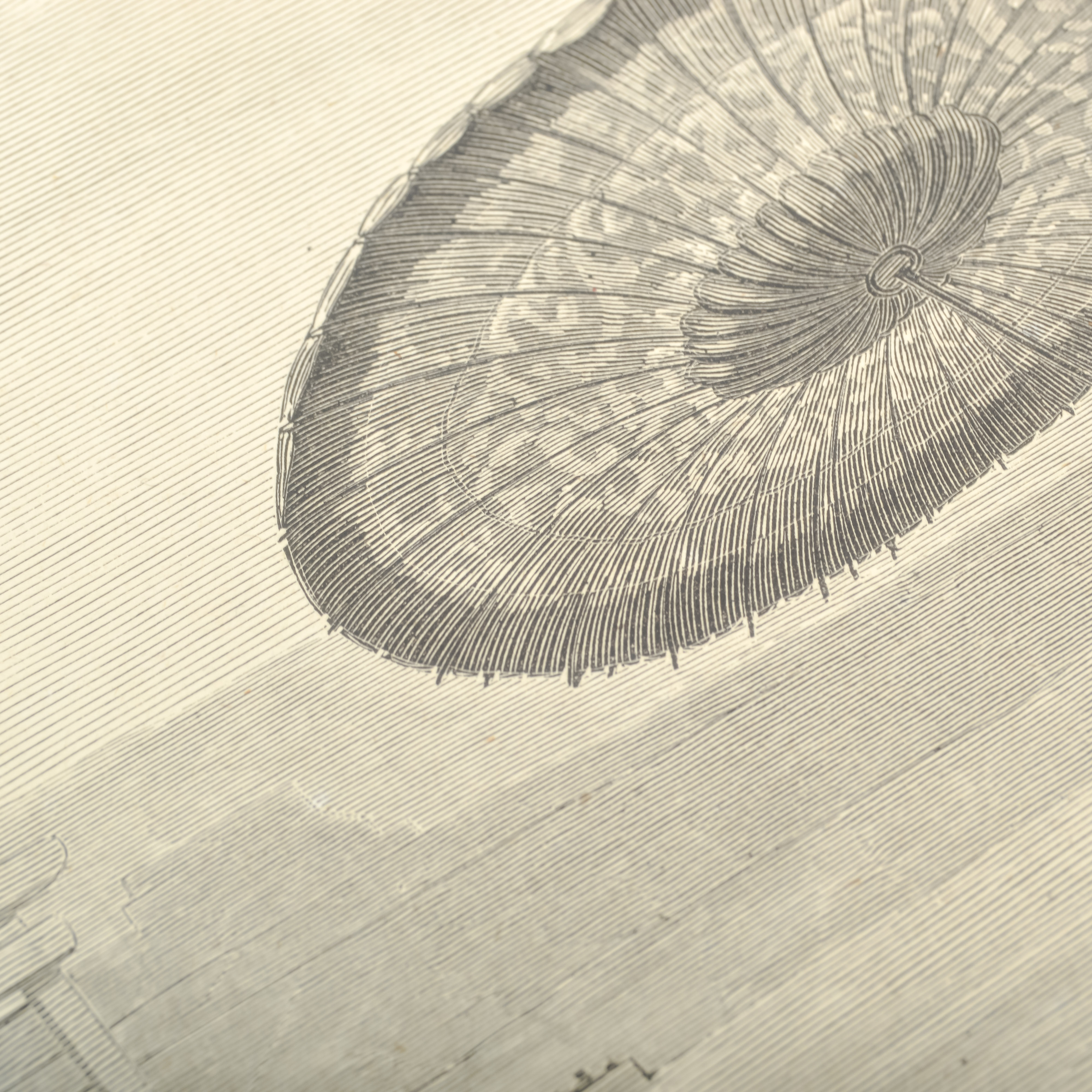 "Le Bac Japonais" Wood Engraving