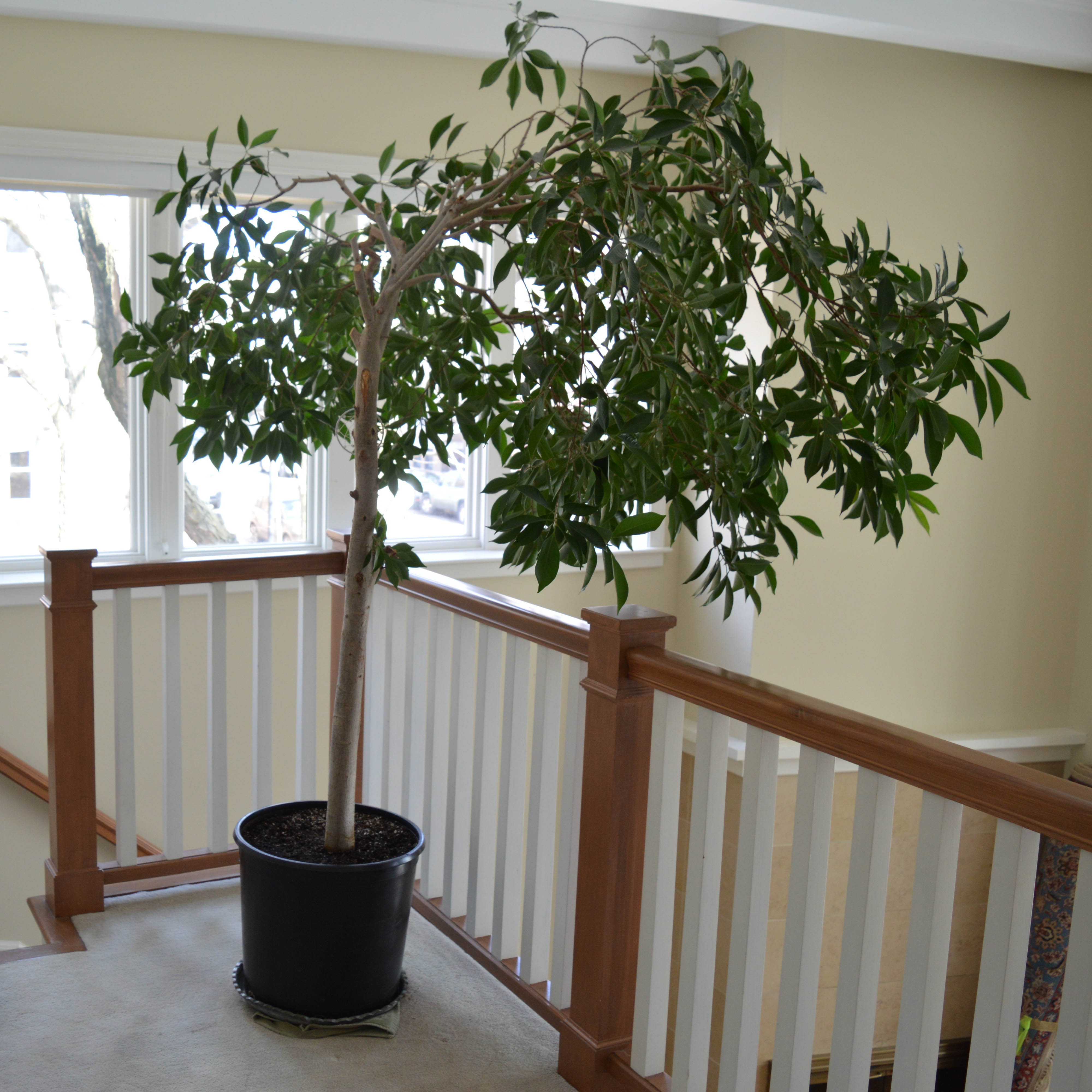 Large Indoor Ficus Tree in Planter