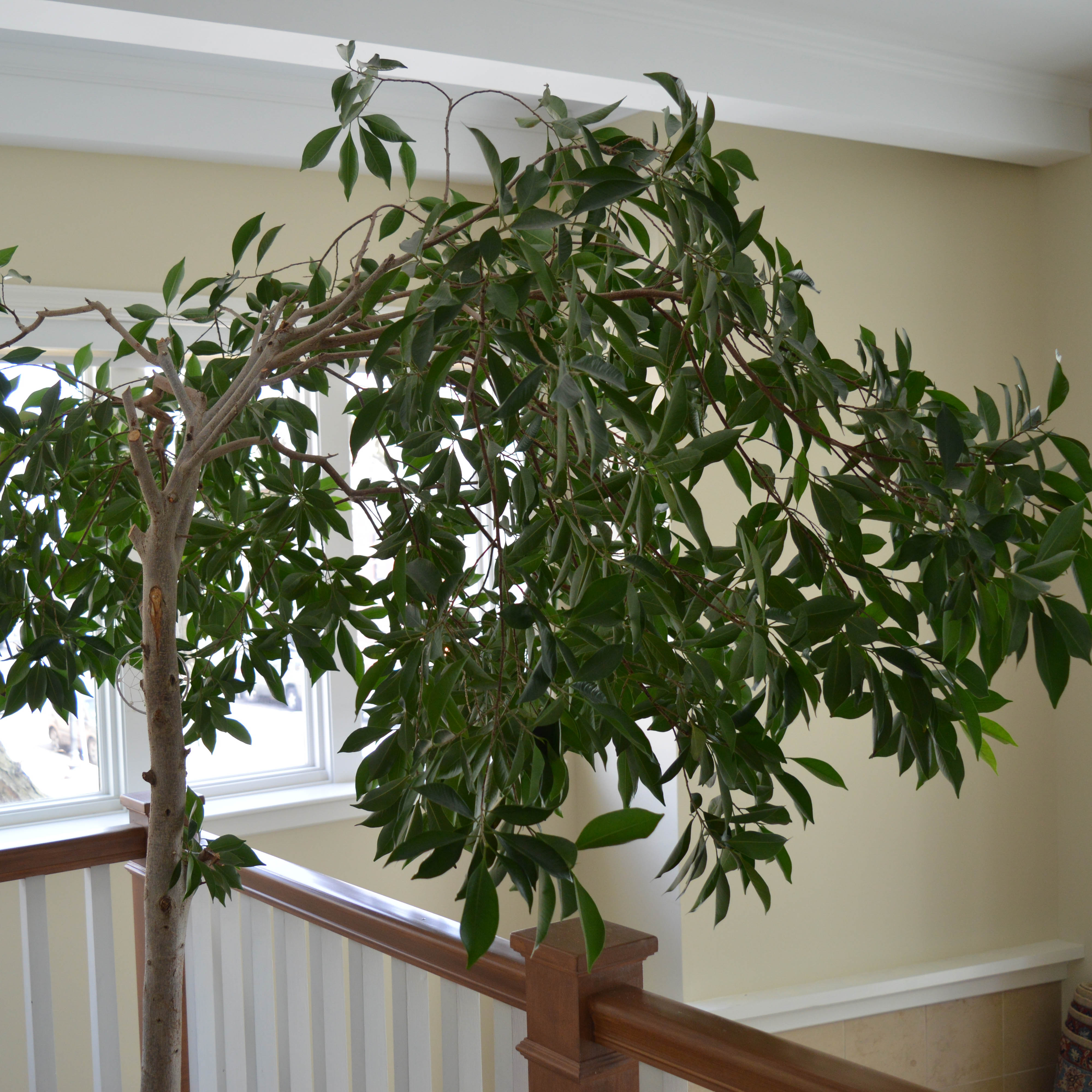 Large Indoor Ficus Tree in Planter