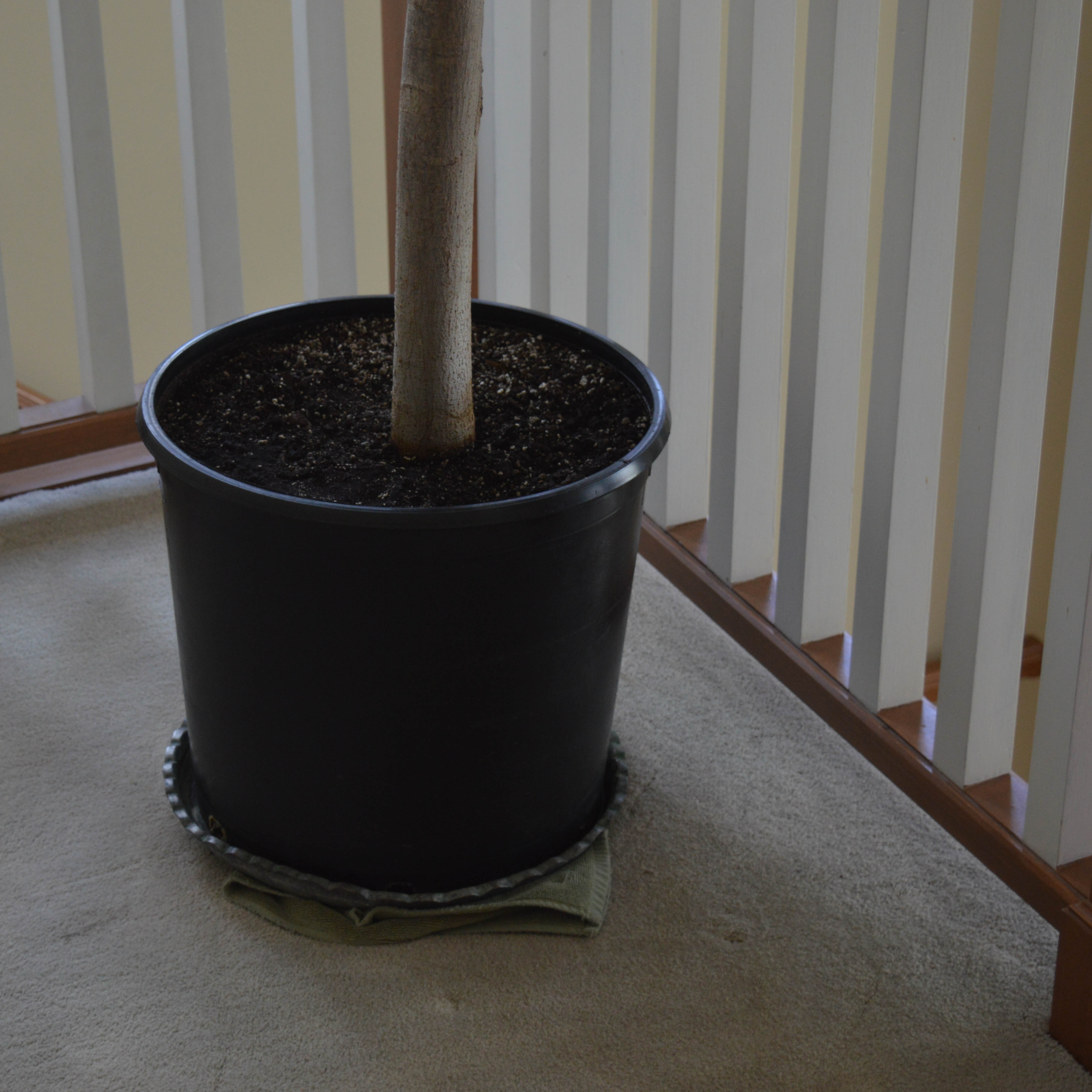 Large Indoor Ficus Tree in Planter
