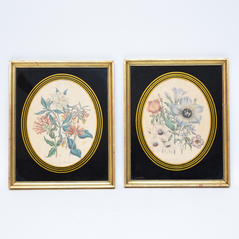 Pair of Framed Botanical Studies in Antique Glass and Gilt Frames