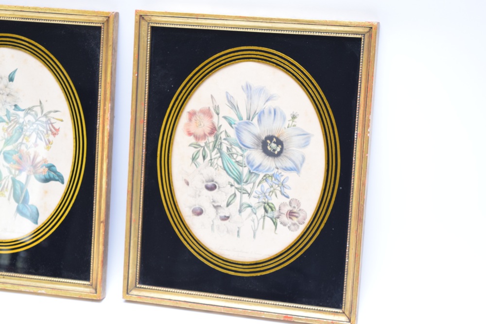 Pair of Framed Botanical Studies in Antique Glass and Gilt Frames