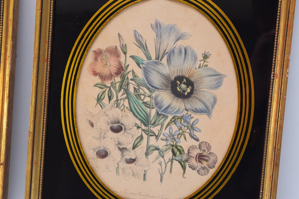 Pair of Framed Botanical Studies in Antique Glass and Gilt Frames
