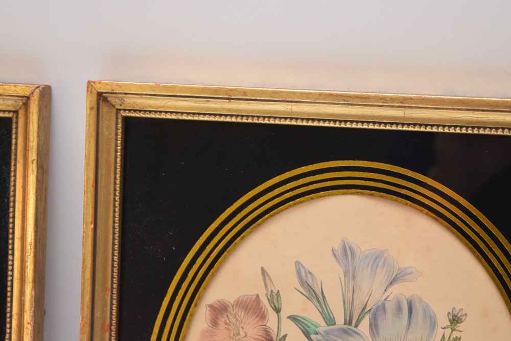 Pair of Framed Botanical Studies in Antique Glass and Gilt Frames