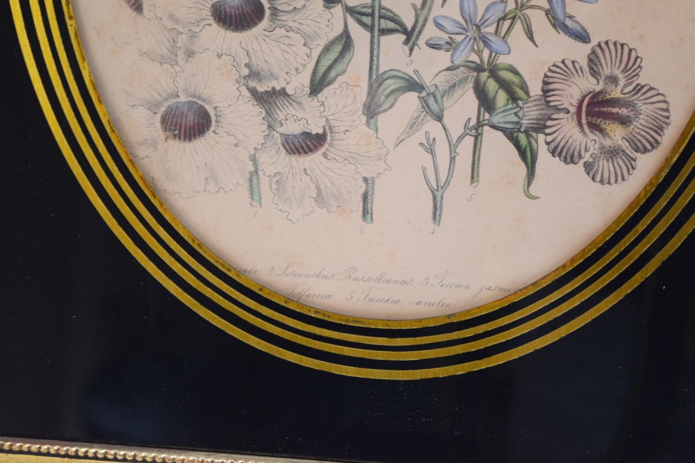 Pair of Framed Botanical Studies in Antique Glass and Gilt Frames