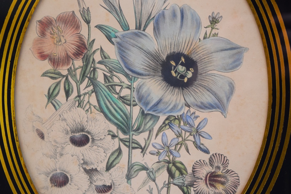 Pair of Framed Botanical Studies in Antique Glass and Gilt Frames