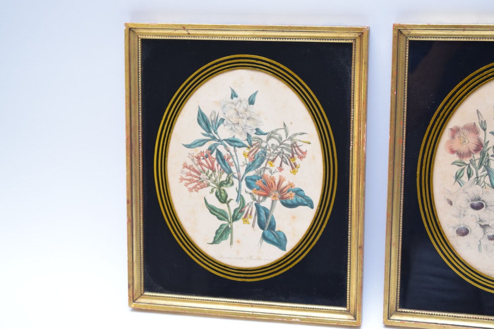 Pair of Framed Botanical Studies in Antique Glass and Gilt Frames