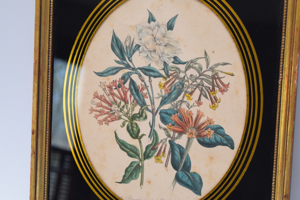 Pair of Framed Botanical Studies in Antique Glass and Gilt Frames