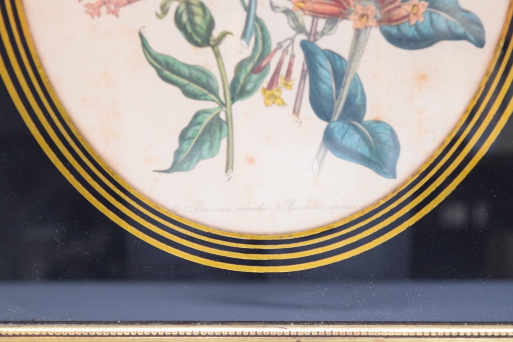 Pair of Framed Botanical Studies in Antique Glass and Gilt Frames