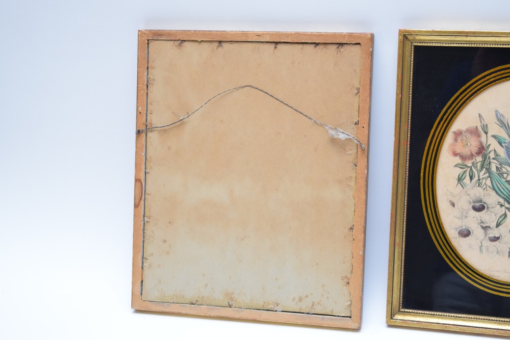 Pair of Framed Botanical Studies in Antique Glass and Gilt Frames