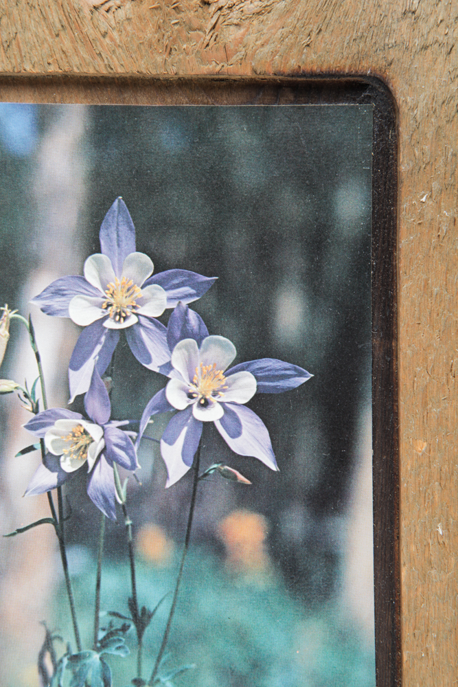 Collection of Nature Photographs