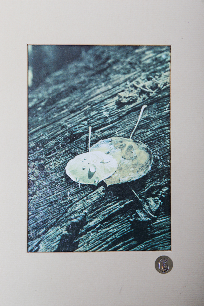 Matted and Framed Nature Photos