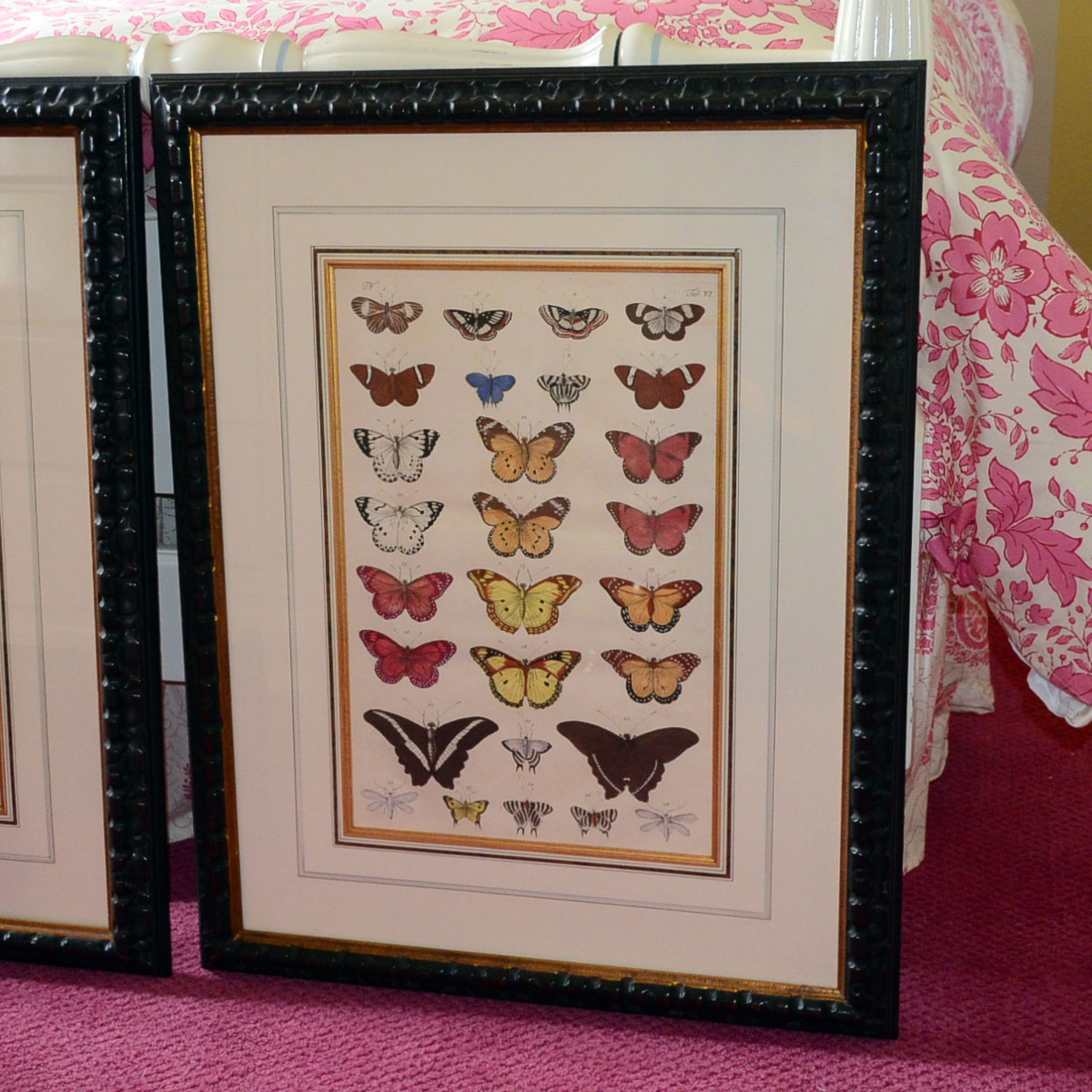 Pair of Framed Butterfly Prints