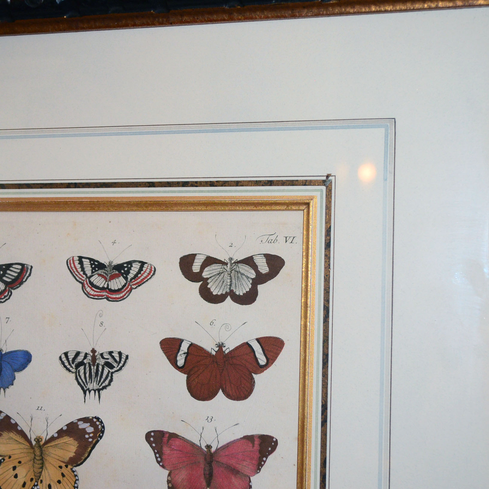 Pair of Framed Butterfly Prints
