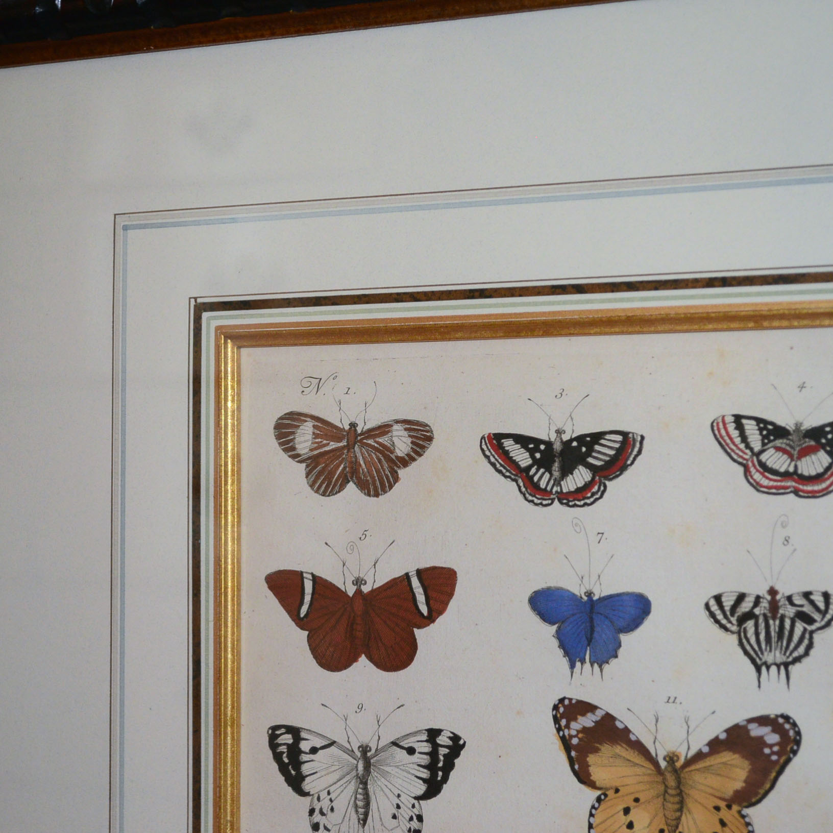 Pair of Framed Butterfly Prints