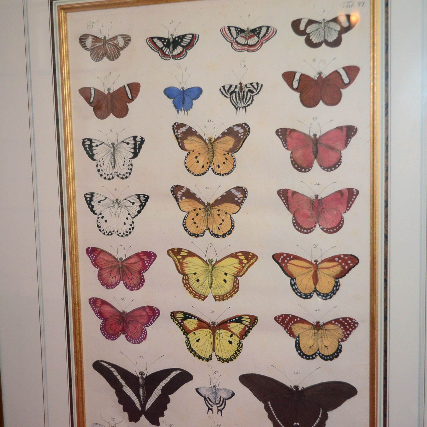 Pair of Framed Butterfly Prints