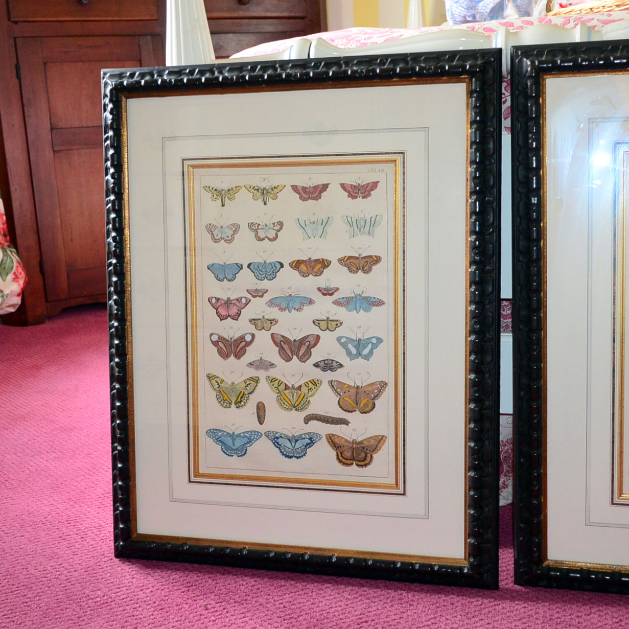 Pair of Framed Butterfly Prints